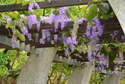 賞花不用跑山上！「錫葉藤」開花成30米紫色迴廊　古亭醉蝶花海芬芳入夏