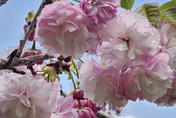 只有內行人知！武陵農場粉紅花海最佳賞花期　稀有重瓣櫻花綻放