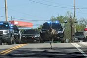 影/你追我跑！田納西州小鎮寵物鴯鶓脫逃   時速64公里害四輛警車狂追