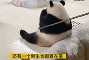 不能等牠吃完？飼養員「竹竿戳打大貓熊」　催促回籠手法惹民怨