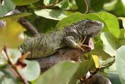 打擊外來物種！綠鬣蜥全年剷除4萬隻　農委會：控制已有成效
