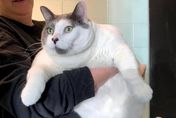 根本瓦斯桶！美國貓咪體重高達18公斤　收容所找家開條件：要幫牠減肥