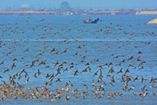 影/上萬隻候鳥齊聚鴨綠江口濕地　呈現「踏浪齊舞」壯觀畫面