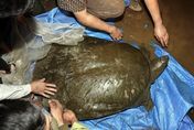 最孤獨動物！越南東莫湖母斑鱉亡　全球恐只剩2隻