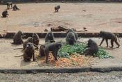 真相到底是？「東非狒狒之死」仍未出爐！林務局揭原因：等地檢署同意