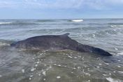 小抹香鯨擱淺苗栗沙灘被救起　急送基隆搶救「有望回歸大海」