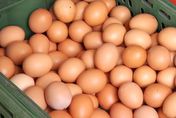快訊/雞蛋降價了！去年7月至今首見　產地批發價14日起降3元