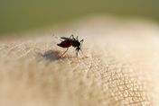 快訊/首2例境外移入「茲卡」病例　疾管署籲：出國應加強防蚊措施