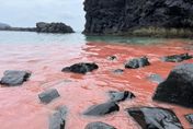 非水污染！澎湖珊瑚寶寶大爆發染粉紅海　遊客親睹「驚喜不已」