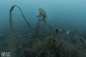 哭！澎湖綠蠵龜被纏死　清出面積半個籃球場大、700公斤廢漁網