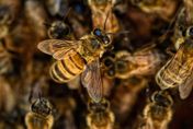 影/洛杉磯突現上千隻蜜蜂　員警獲報到場卻遭狂螫「痛倒在地」