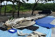 台灣第一件藍鯨骨骼標本　7月中屏東海生館曝光