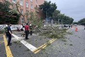 快訊/昨颳風今下雨！北市重慶南路大樹突倒塌　壓垮圍牆佔車道警交管