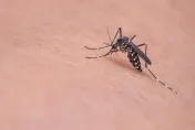 蟲蟲危機！登革熱大爆發　阿根廷用「輻射」對抗絕育蚊子