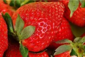 草莓表面「白芝麻」不是種子？　國中考題一曬出大家崩潰