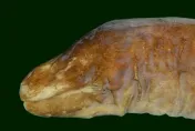 目光如豆「無眼魚」新物種！中山大學團隊進地下洞穴發現　命名「豆眼鰭尾鯙」