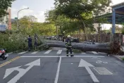 快訊/北市辛亥路13米高路樹倒塌　連根拔起橫躺車道幸無人傷