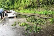 影/大雨釀災！竹東122縣道大樹倒塌　重砸過路轎車