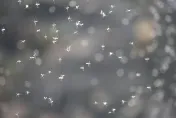 尼加拉瓜驚現「蚊子龍捲風」　成千上萬隻飛舞畫面光看就發癢