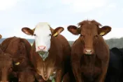 影/北海道牧場大火超過70頭牛被燒死　目擊者：聽到牛在哀嚎