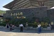 看動物變貴了！台北動物園凍漲26年撐不住　明年將調整新票價全票100、優待票50
