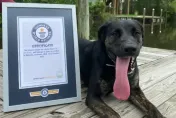 美國狗狗擁有「12.7公分」超長舌頭　成功刷新金氏世界紀錄