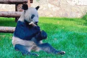 北京動物園首公開「丫丫增肥」片　華春瑩發推特：在家最好