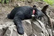 東岳部落78年未見台灣黑熊！　林管處邀原民參與調查發「生態薪水」