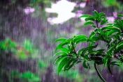 開始下雨了！梅雨季溫差大、濕度高　醫師提醒：注意這4種「梅雨病」