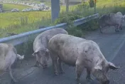 美國卡車「公路翻覆」…數十頭豬狂竄　車流回堵1.6公里