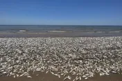 美國德州驚傳魚群大量死亡！魚屍綿延數英里畫面嚇人