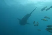 「鯨」奇！澎湖南方海域首見8米長保育「神獸」　潛水客直擊爽爆