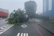 影/高雄小港驟降豪雨！大樹連根拔起　現場畫面曝