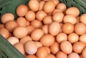 庫存上千萬顆雞蛋賣不掉「送豬農還得倒貼」　農委會被批「錯估下單時間」