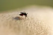 蚊子繁衍的季節來臨！營養師授「5招」有效預防蚊蟲叮咬