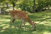 日本奈良的鹿身上有大量「 蜱蟲」！達人：摸鹿等於摸蜱蟲