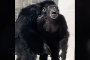 影/感人畫面！黑猩猩被關29年　第一次看到寬廣天空滿臉新奇