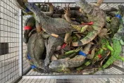 恐龍多到滿出來！綠鬣蜥大軍壓境南台灣　屏東5年抓5萬隻