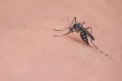 夏天注意蚊蟲！台南登革熱已累計299例　專家：不會這麼快結束