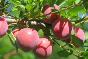 梨山水果季揭幕！上山避暑品嘗甜美水果　享受在地農遊