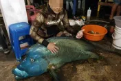 捕獲保育類「龍王鯛」還Po網炫耀　魚死丟大海、蘭嶼2男判無罪