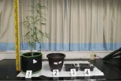 影/欠百萬卡債！台南男子異想天開　透天厝「種大麻」販售還債