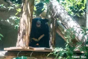 熊出沒注意！北市動物園「黑熊爬高高緊盯遊客」　保育員親曝真相