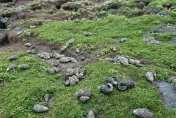 好吃燒酒螺來囉！北海岸藻類大量生長　養肥螺貝大爆發