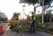 影/大雨襲中部！台中7m路樹突倒塌　警急派冷凍廠員工「開堆高機」清理