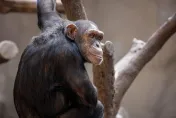 女遊客與黑猩猩「太親密」遭禁入園！心碎爆哭：我們是真「猩」相戀