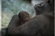 見鬼了！「公」猩猩生出猩猩寶寶？動物園糗揭真相