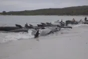 未解謎題！澳州近百頭領航鯨「集體擱淺」至少51頭死亡…至今不清楚原因