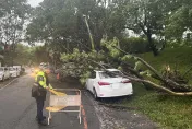 杜蘇芮災情/宜蘭市路樹遭強風吹倒　壓自小客車遭幸無人傷