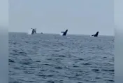 影/超壯觀！男子出海賞鯨慶生　竟幸運拍到3頭鯨魚同時躍出水面